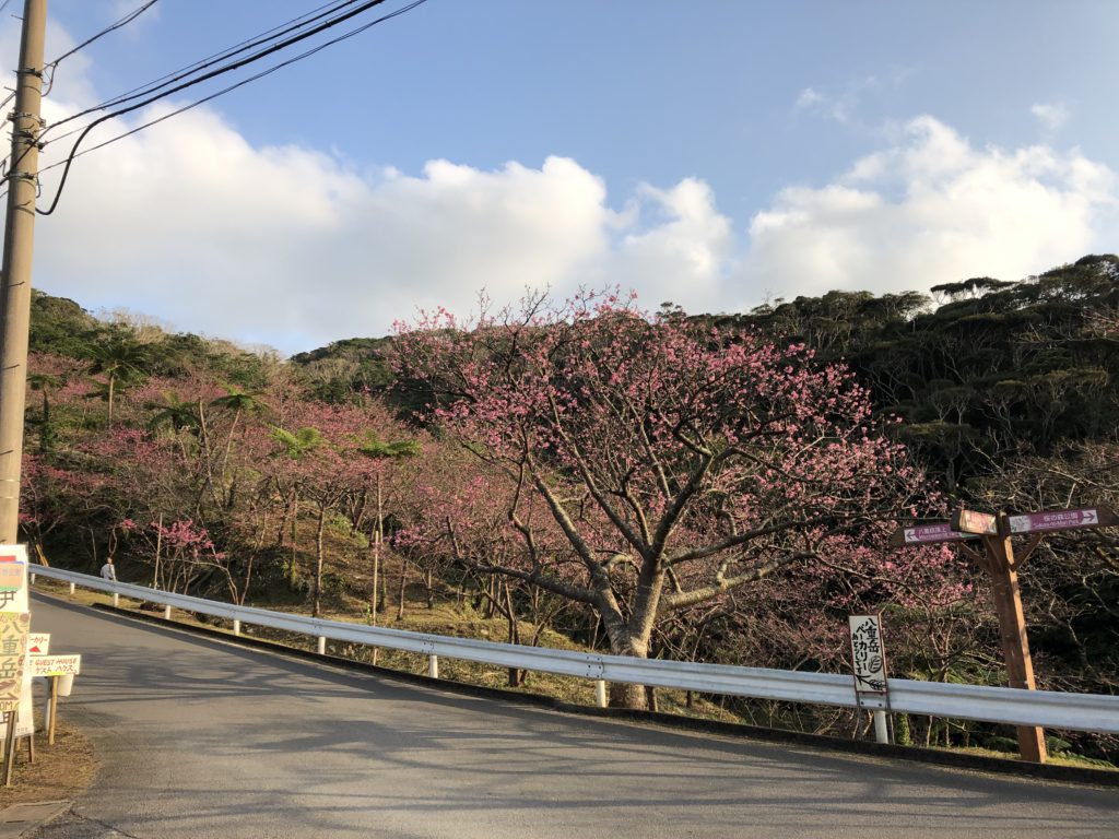 沖縄本部町桜